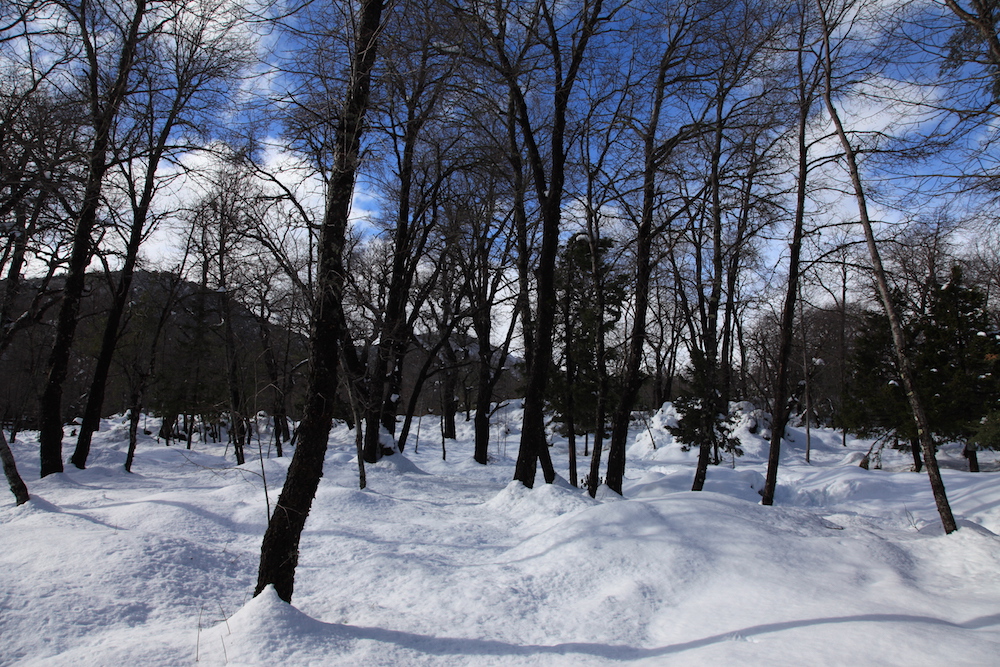 Nieve y bosques