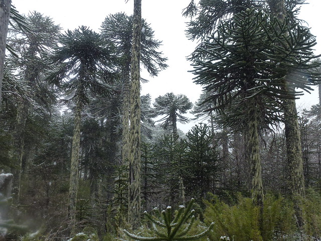 Parque Nacional Malalcahuello
